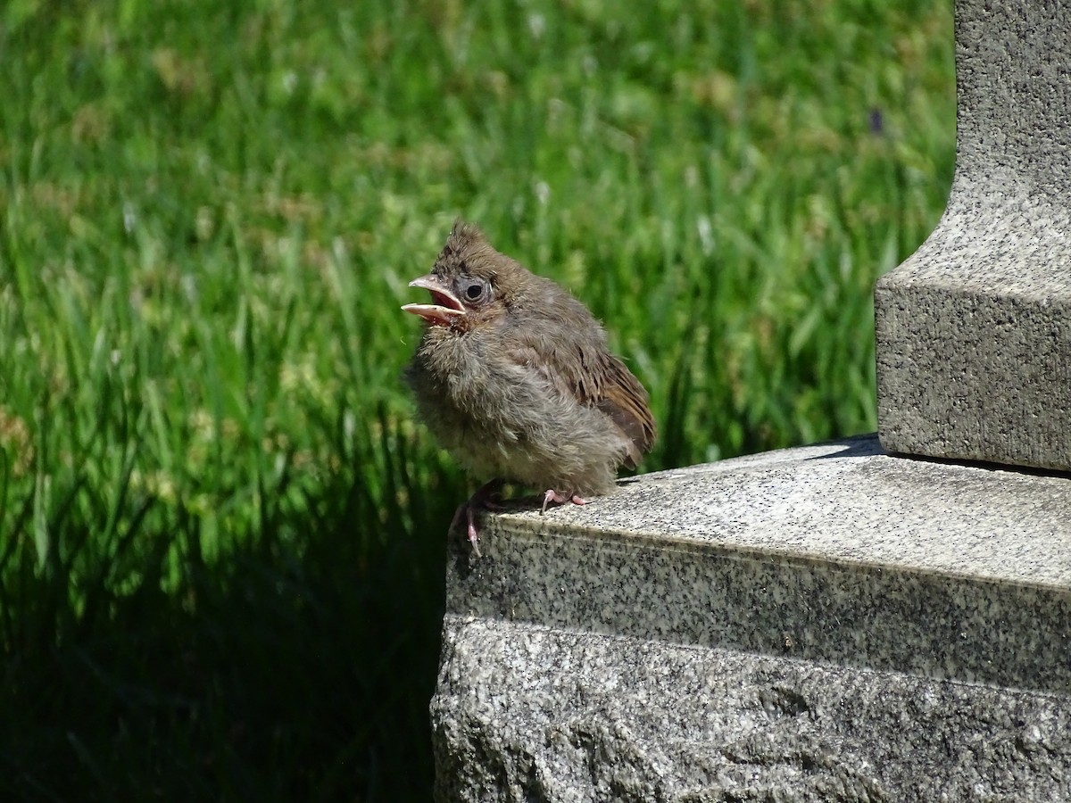 Northern Cardinal - ML336196681