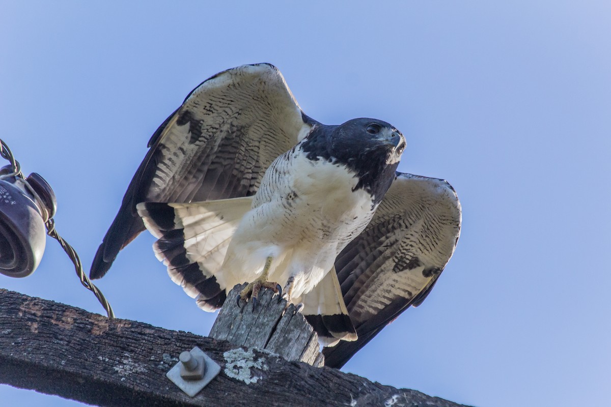 White-tailed Hawk - Lalo Simonini