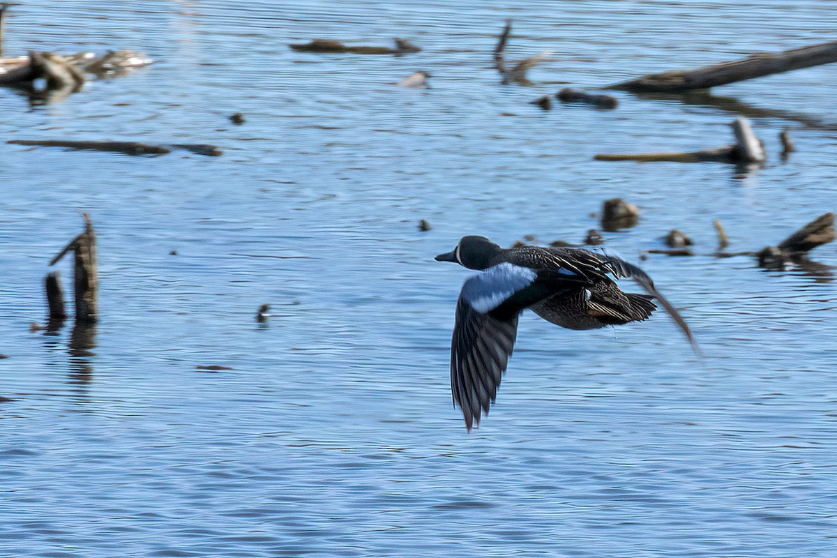 Blue-winged Teal - ML336198321