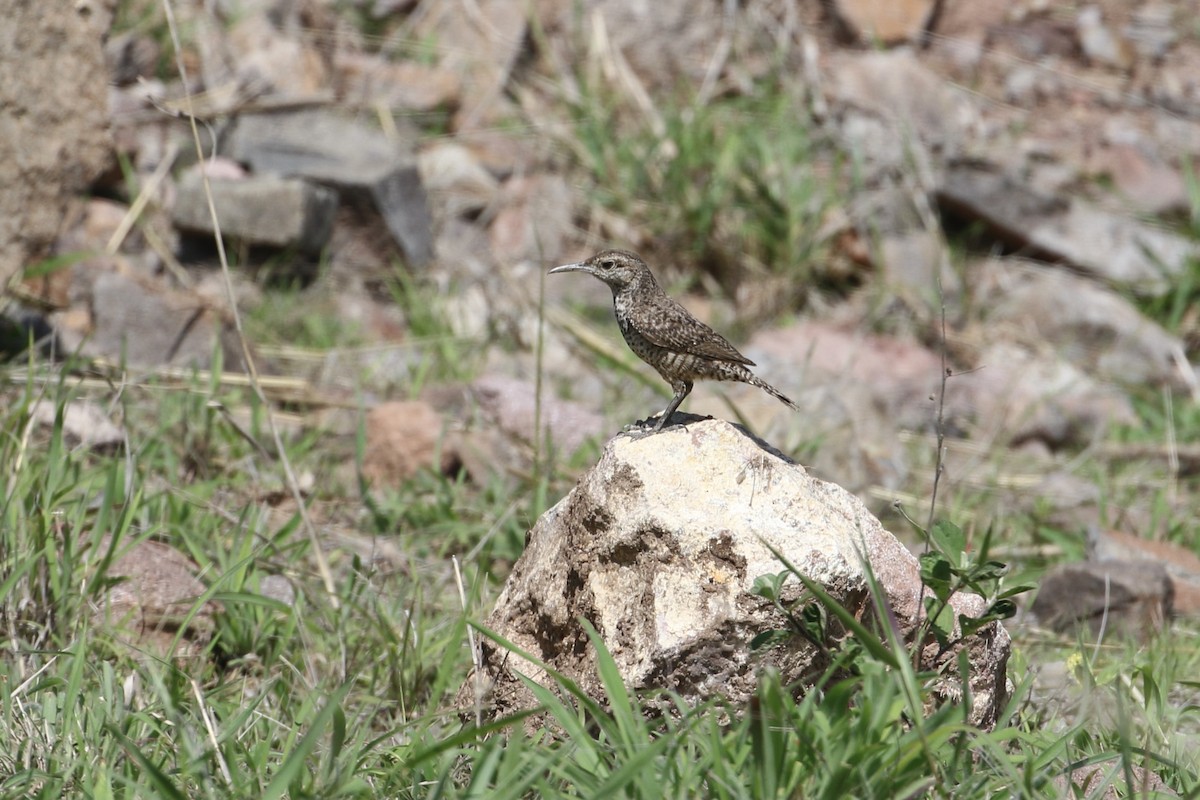 Rock Wren (Central American) - ML336200711