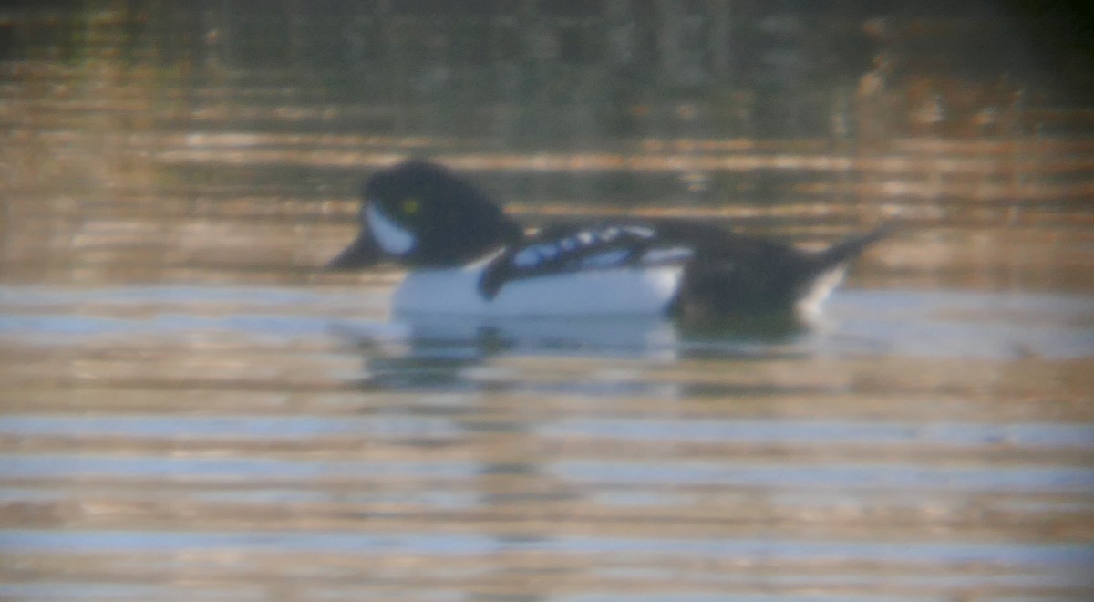 Barrow's Goldeneye - ML336201931