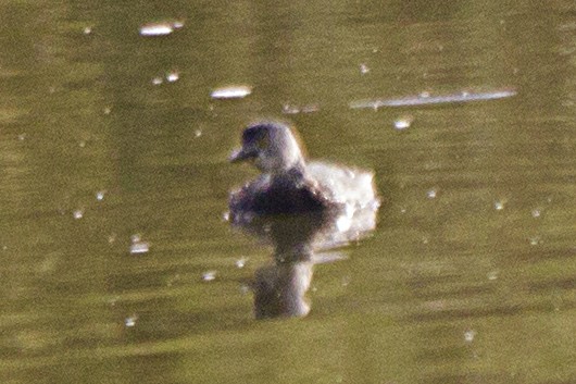 Least Grebe - ML336204821