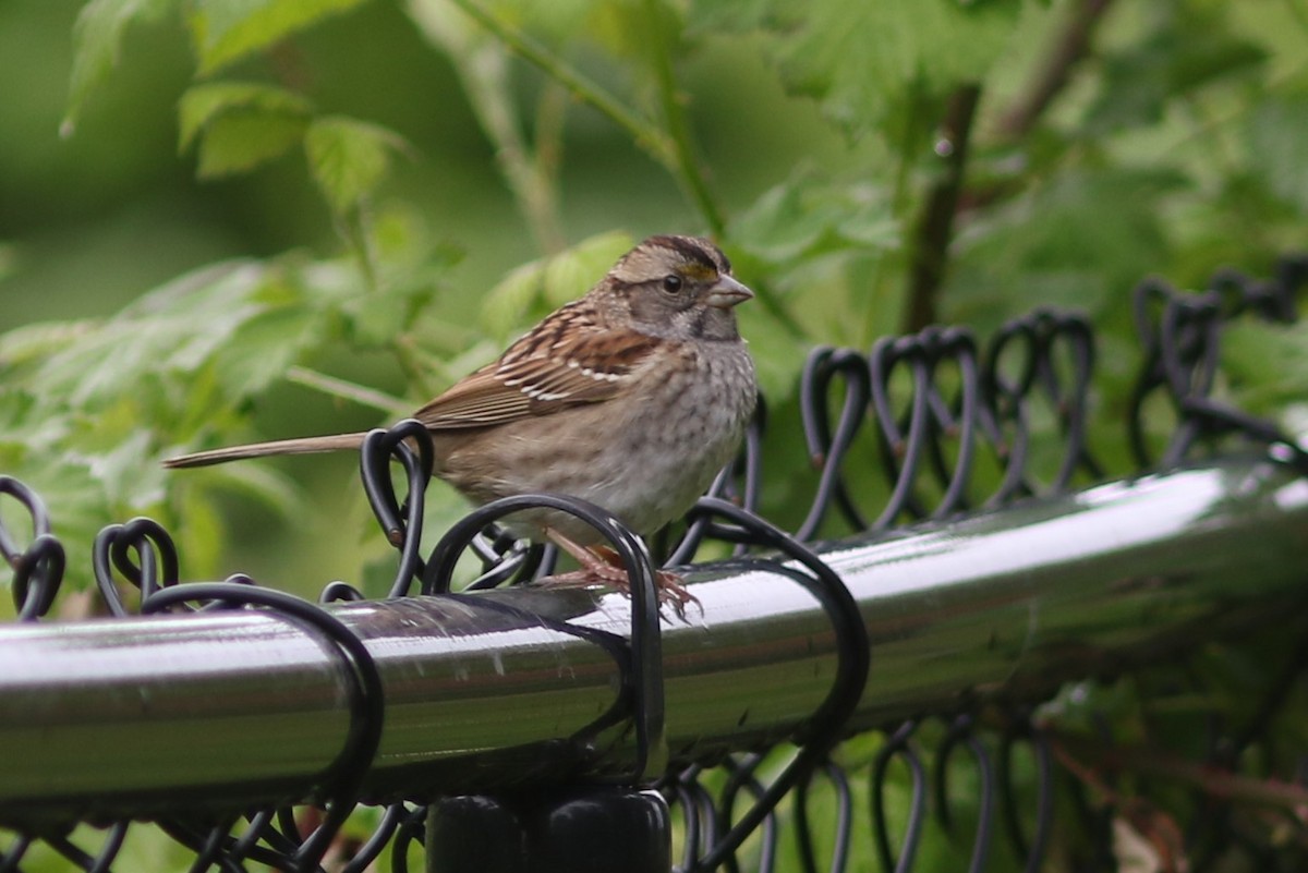 White-throated Sparrow - ML336206921