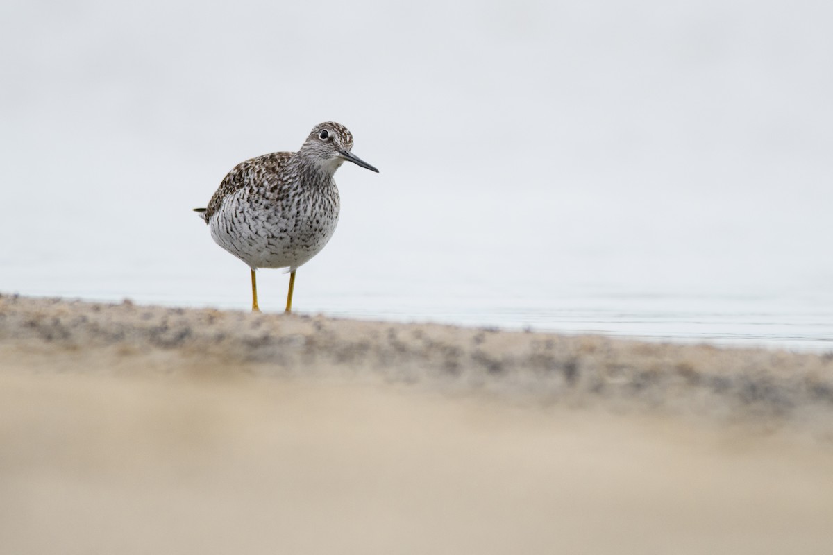 Greater Yellowlegs - ML336210691