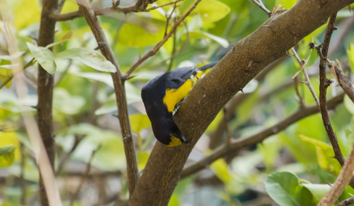 Scrub Euphonia - Cristian Eric  Miranda