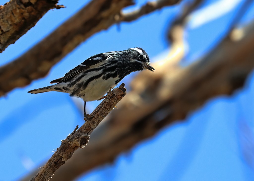 Black-and-white Warbler - ML336212021