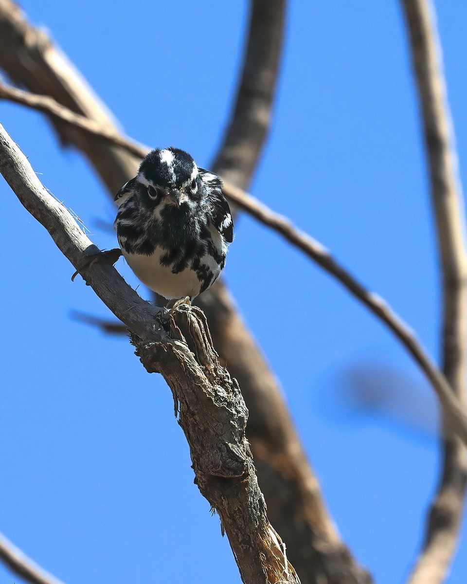Black-and-white Warbler - ML336212121