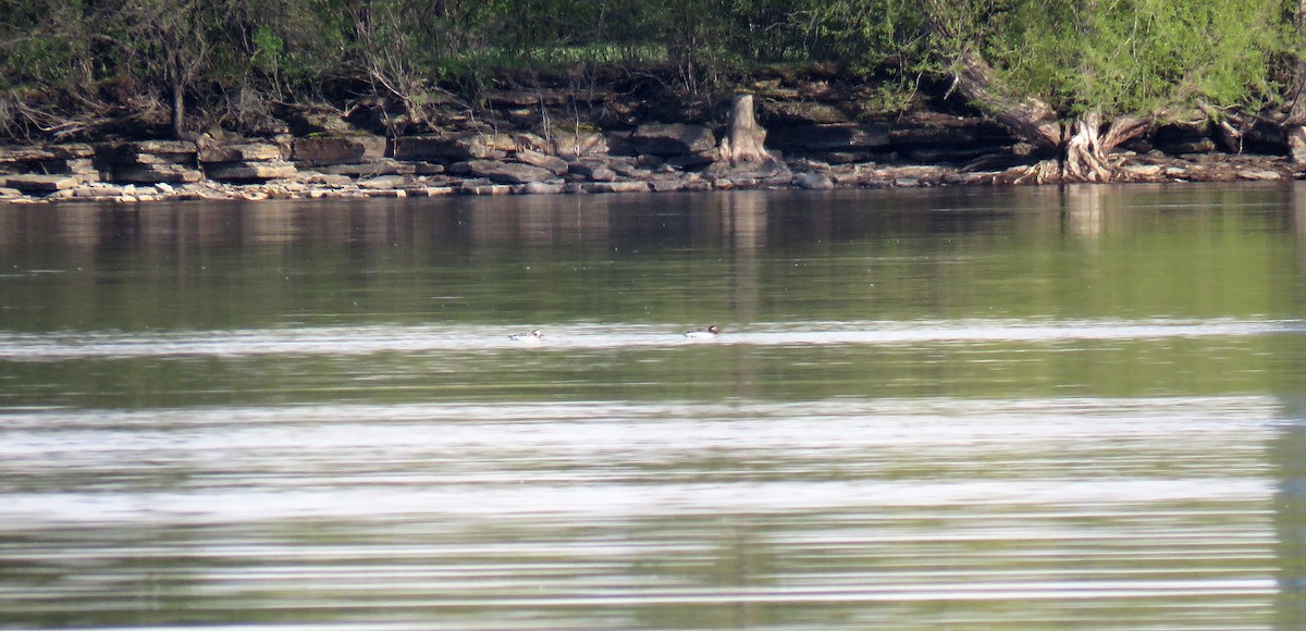 Long-tailed Duck - ML336213281