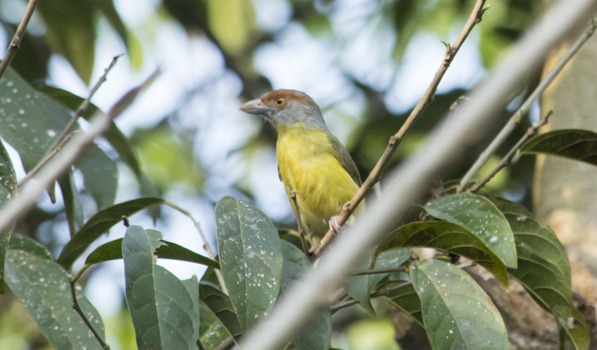 Rufous-browed Peppershrike - ML336213401