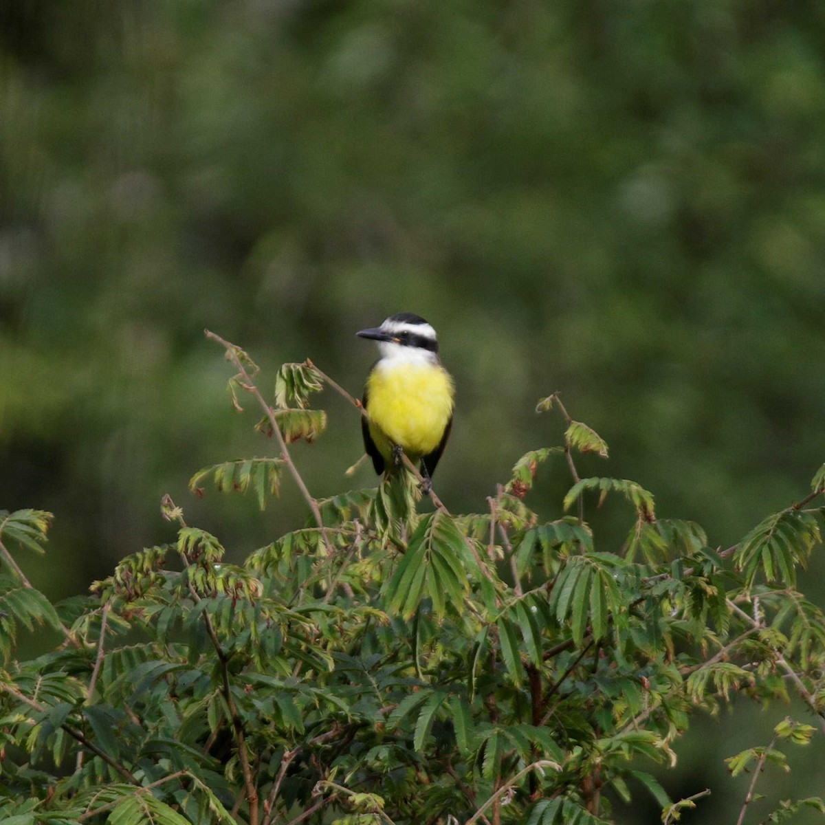 Great Kiskadee - ML336214971