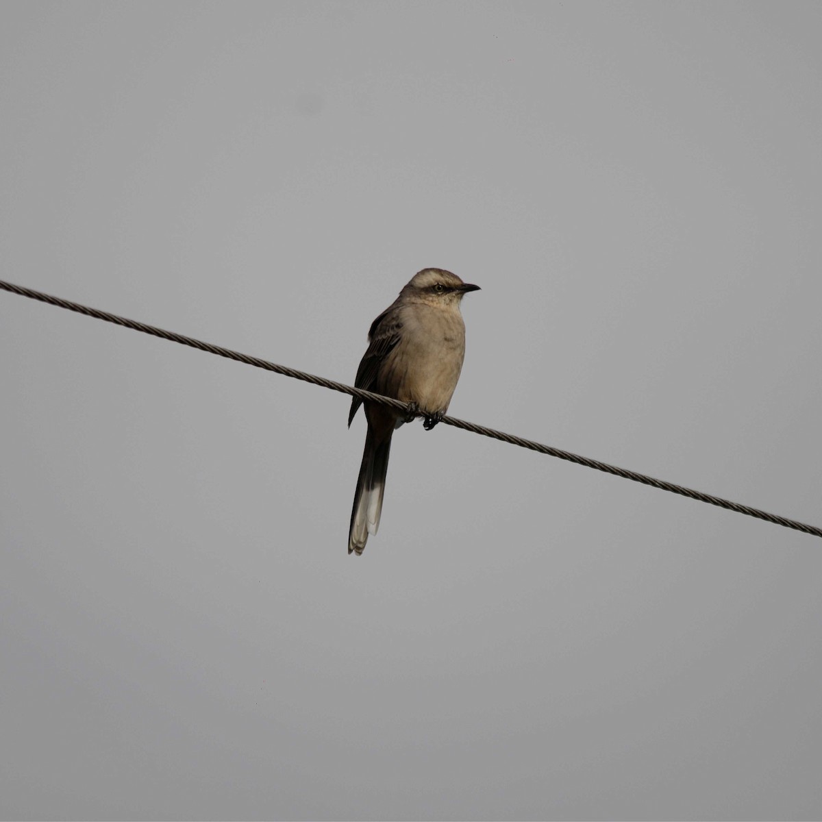 Chalk-browed Mockingbird - ML336215131