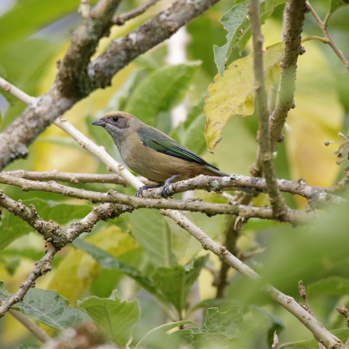 Burnished-buff Tanager - ML336215291