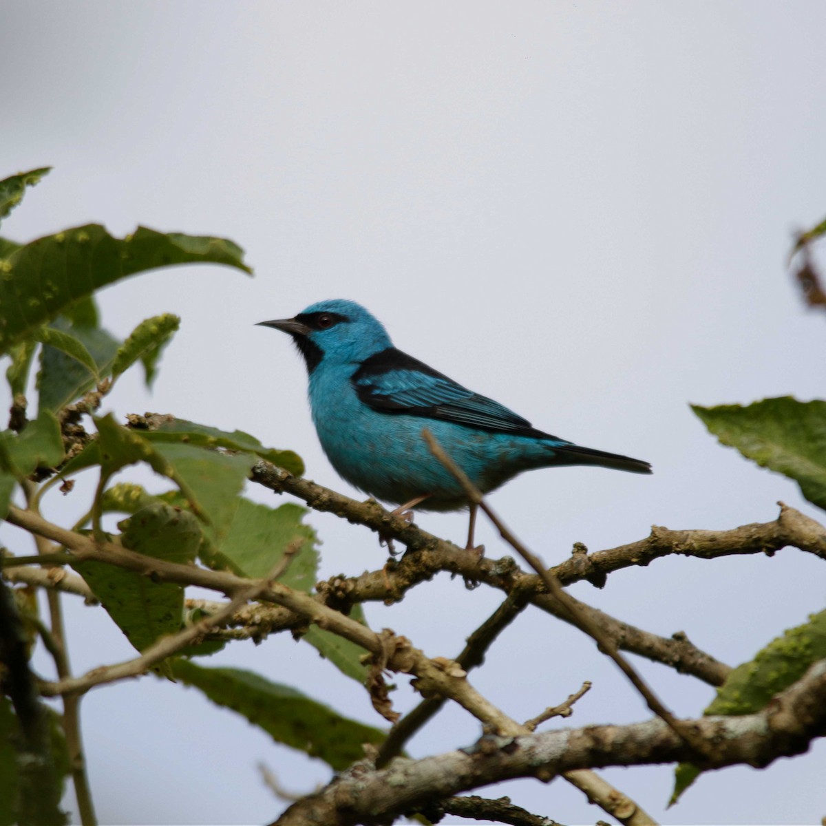 Blue Dacnis - ML336215421