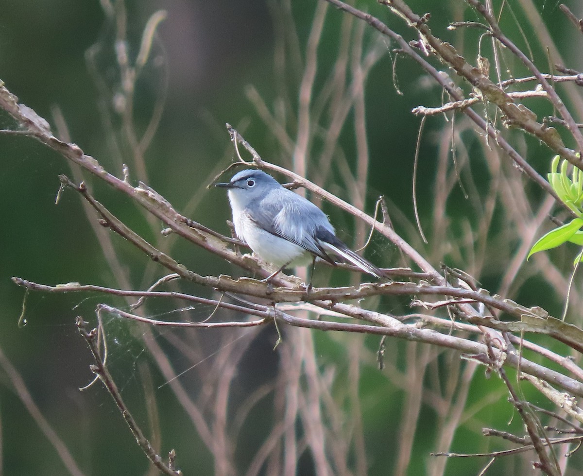 Blue-gray Gnatcatcher - ML336216811