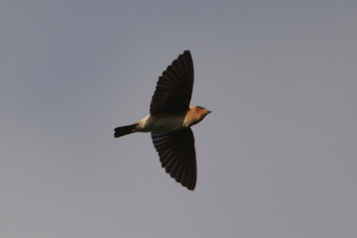 Cave Swallow - ML33621701