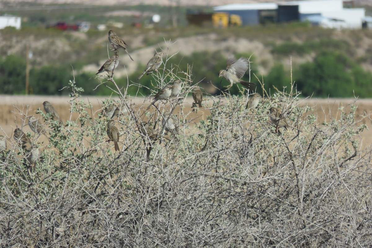 Brewer's Sparrow - ML336219201