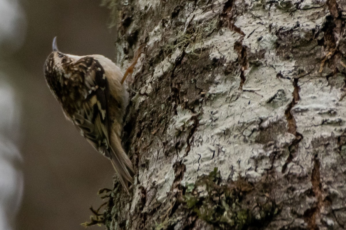 Brown Creeper - ML336221171