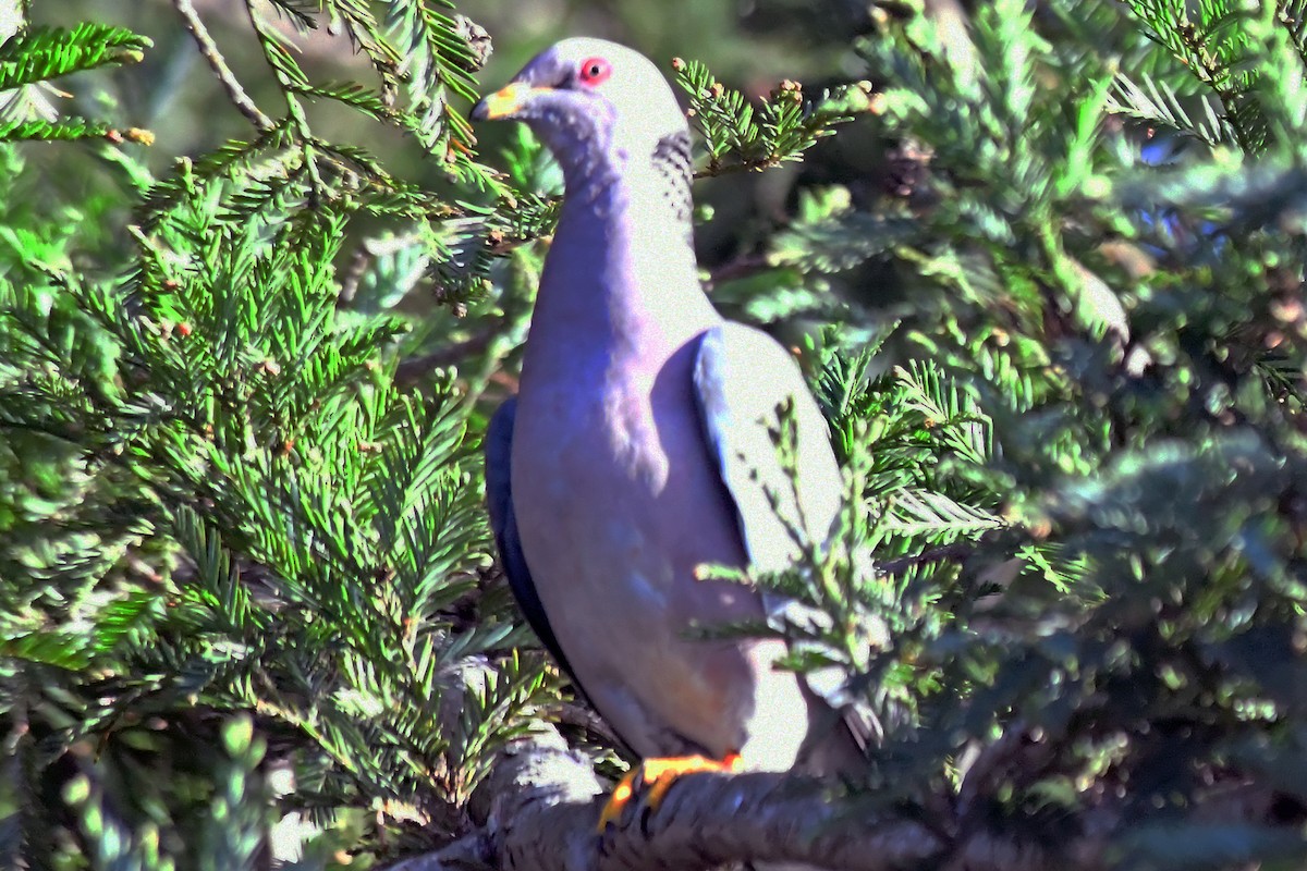 Rock Pigeon (Feral Pigeon) - Pamela Iriguchi