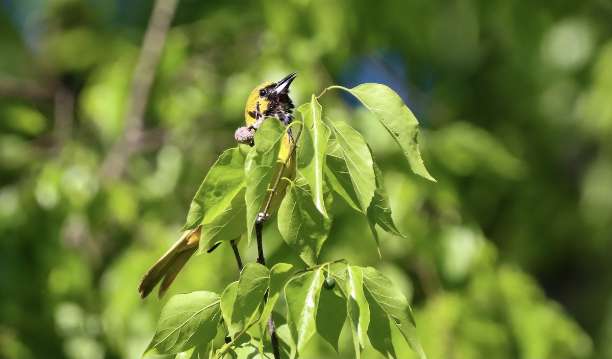 Orchard Oriole - ML336222091