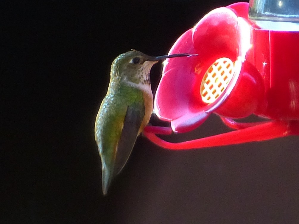 Rufous Hummingbird - ML33622351