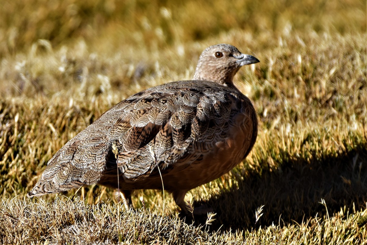 rustrypesnipe - ML336223661