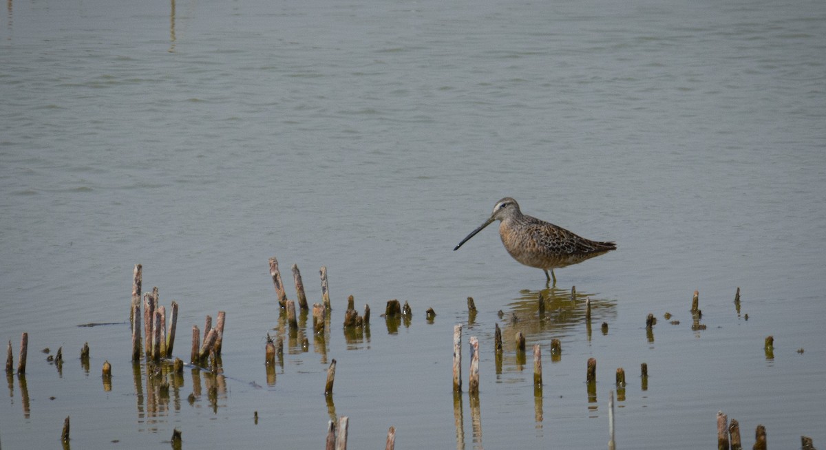 Long-billed Dowitcher - ML336225241