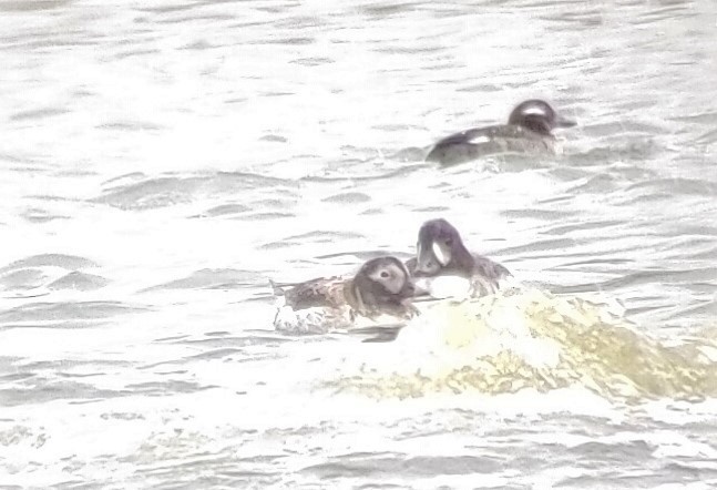 Long-tailed Duck - ML336226651