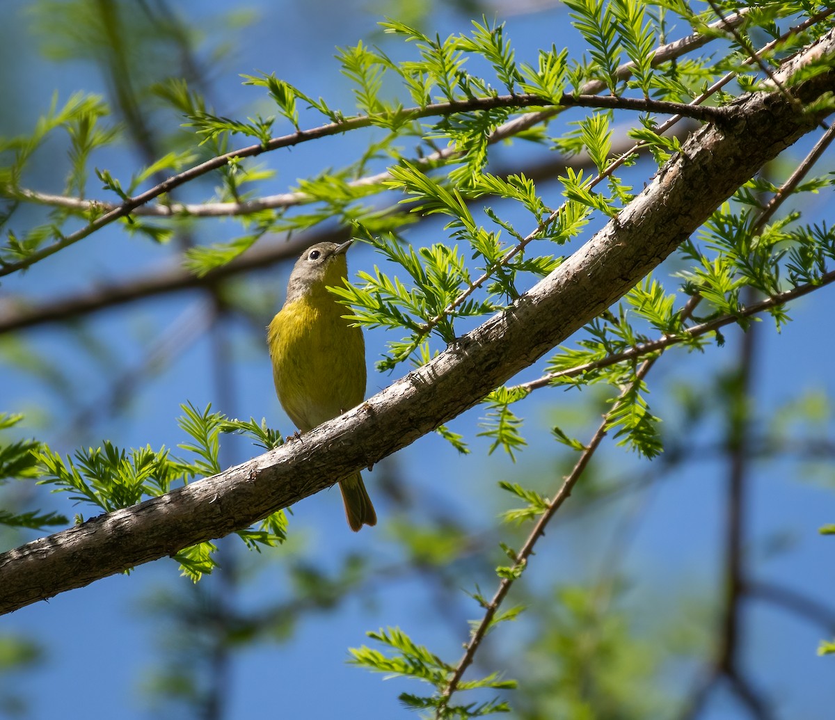 Nashville Warbler - ML336228321