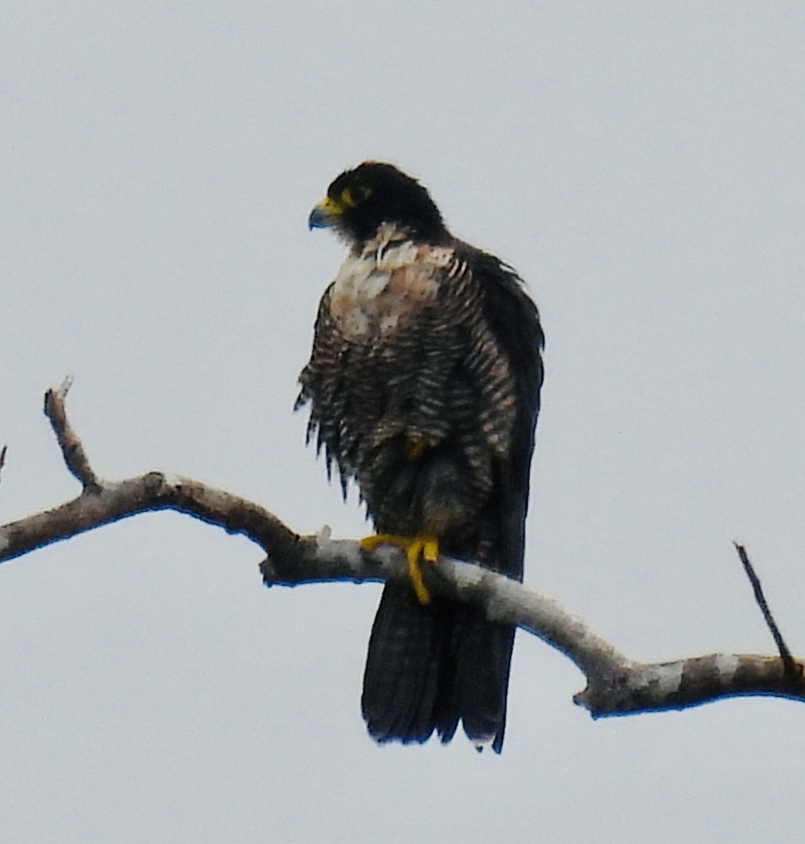 Halcón Peregrino - ML336228481