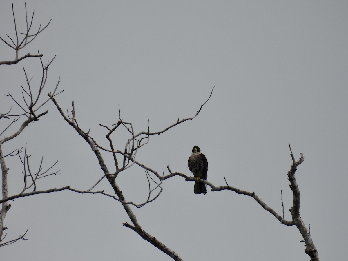 Halcón Peregrino - ML336228621