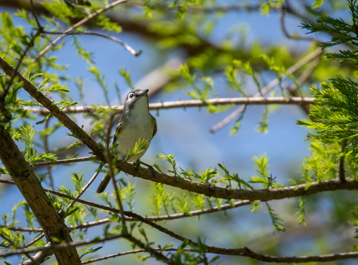 Blue-headed Vireo - ML336228711