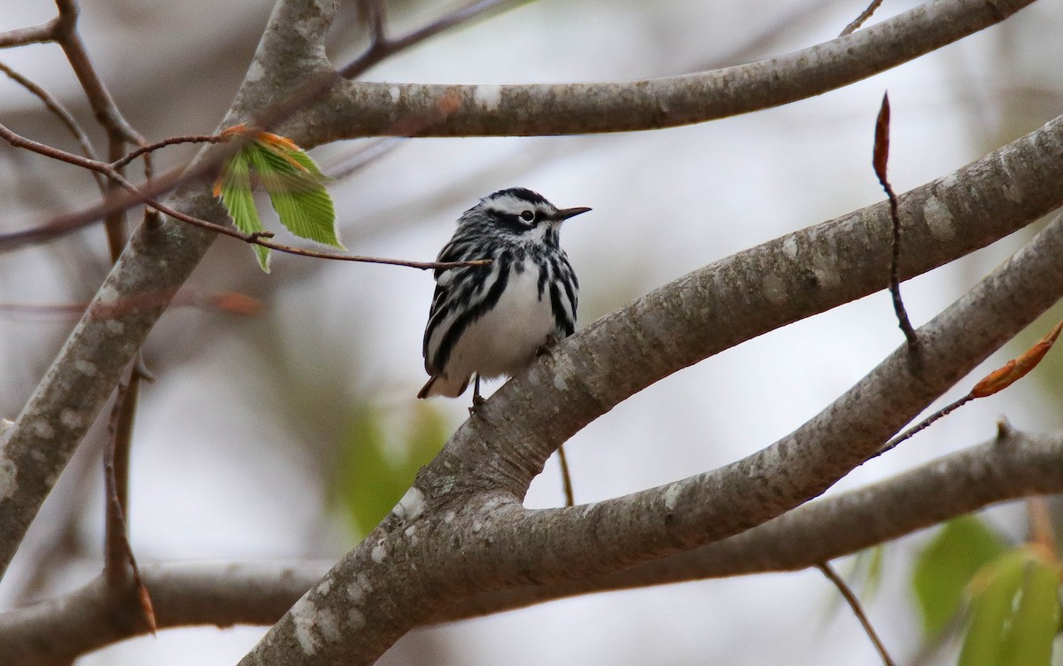 Black-and-white Warbler - ML336230021