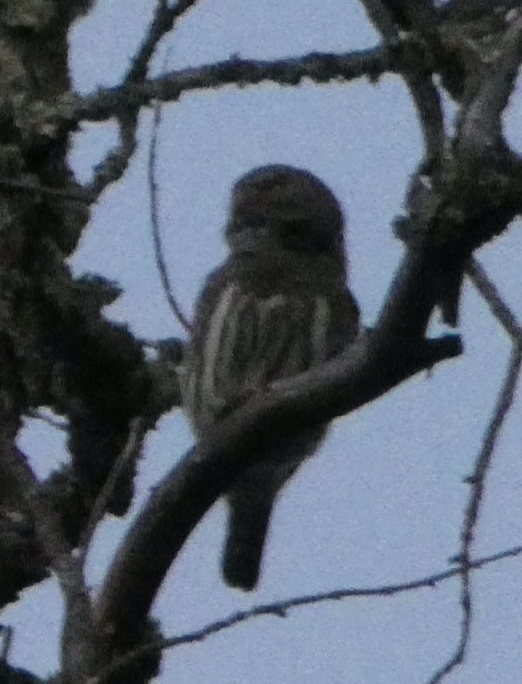 Northern Pygmy-Owl - ML336230491