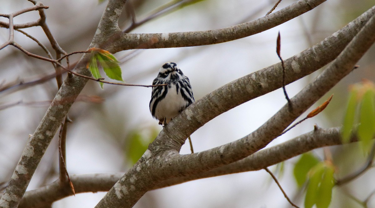 Black-and-white Warbler - ML336230521