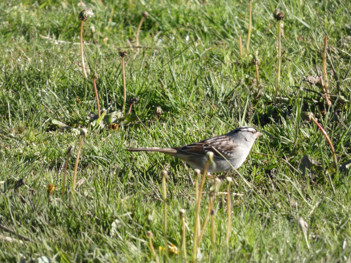 White-crowned Sparrow - ML336232631