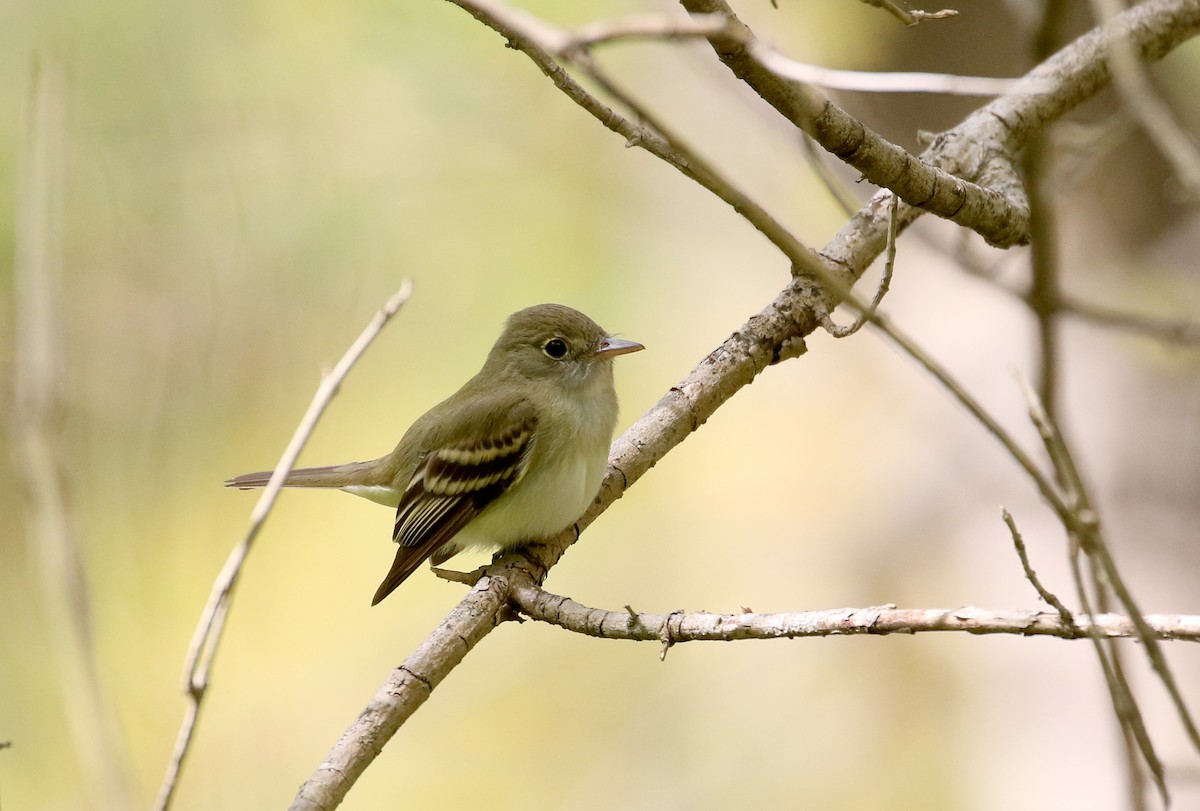 Acadian Flycatcher - Jay McGowan