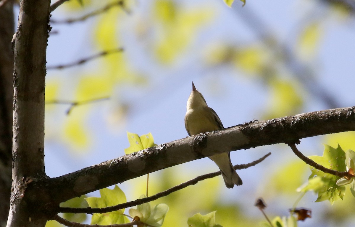 Cerulean Warbler - Jay McGowan