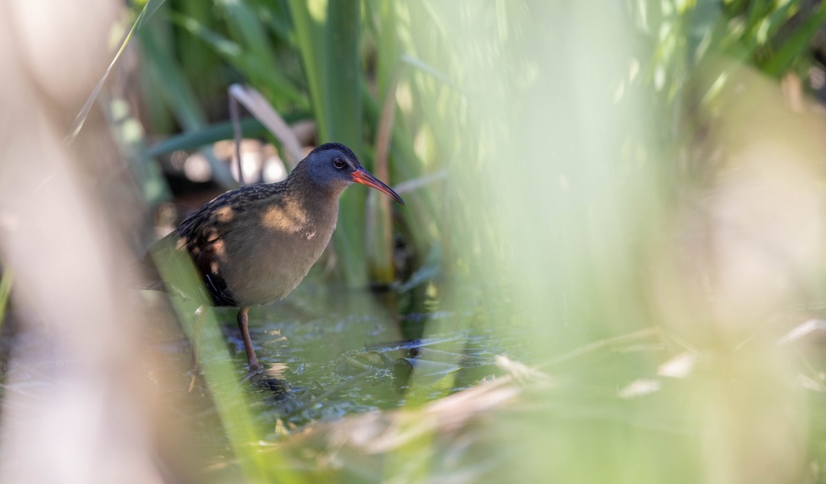 Virginia Rail - ML336235521