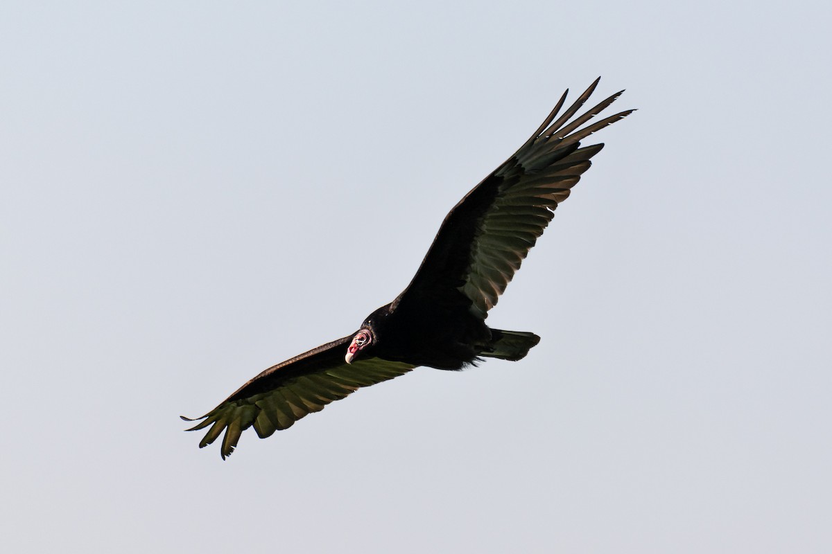 Turkey Vulture - ML336235691