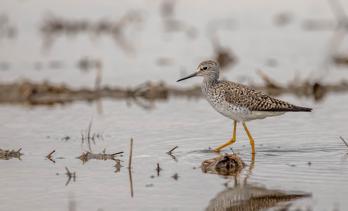 Lesser Yellowlegs - ML336236541