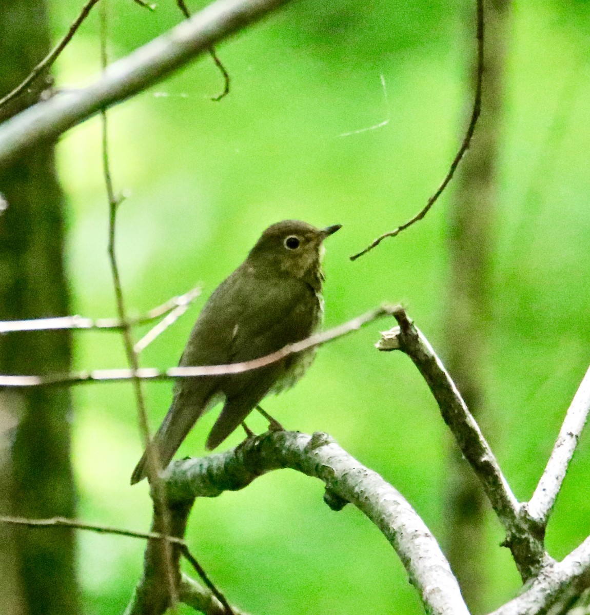 Swainson's Thrush - Jim Gant