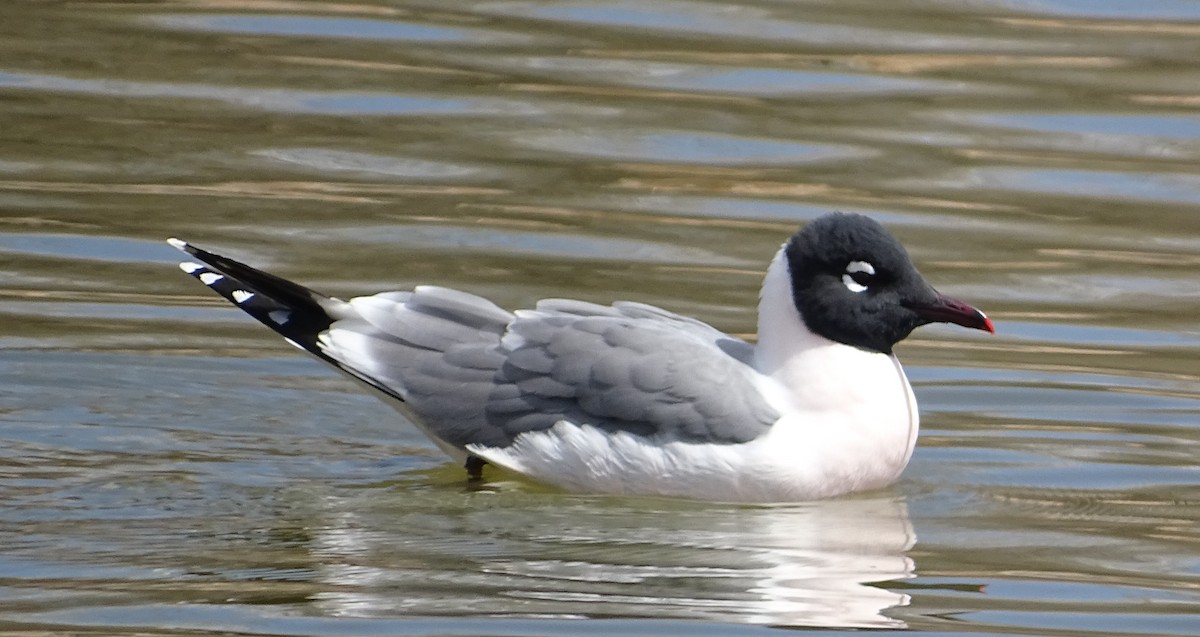 Franklin's Gull - Richard and Janice Drummond