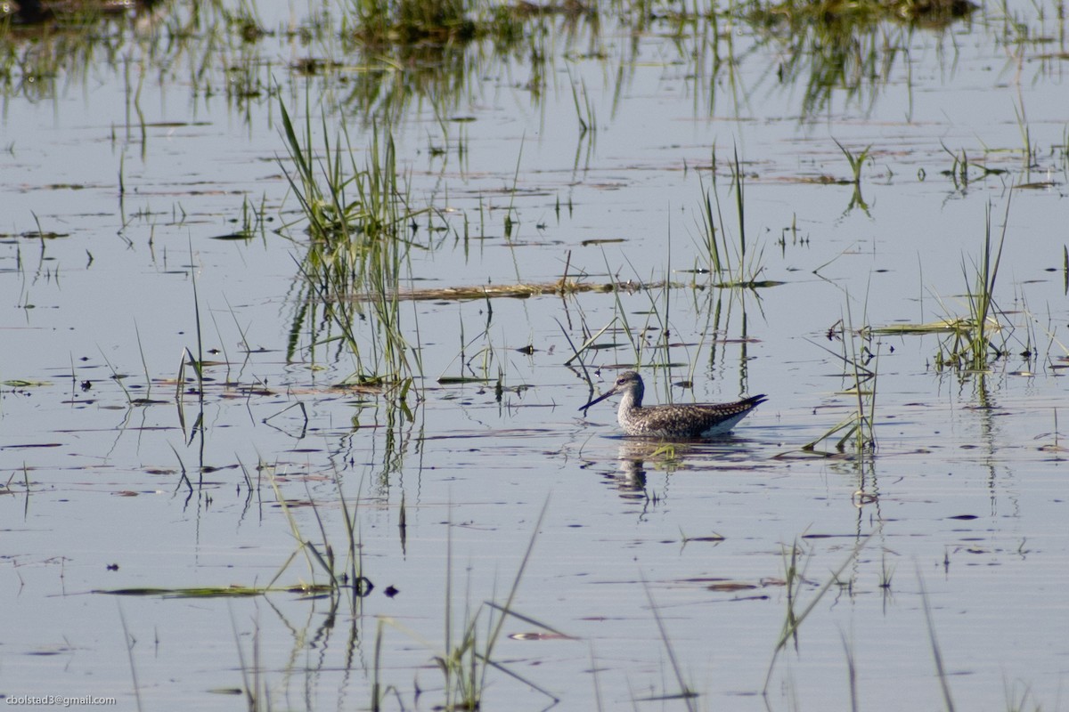 Greater Yellowlegs - ML336238031