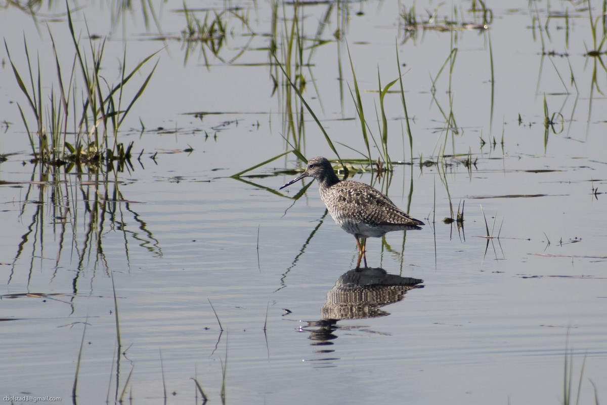 Greater Yellowlegs - ML336238061