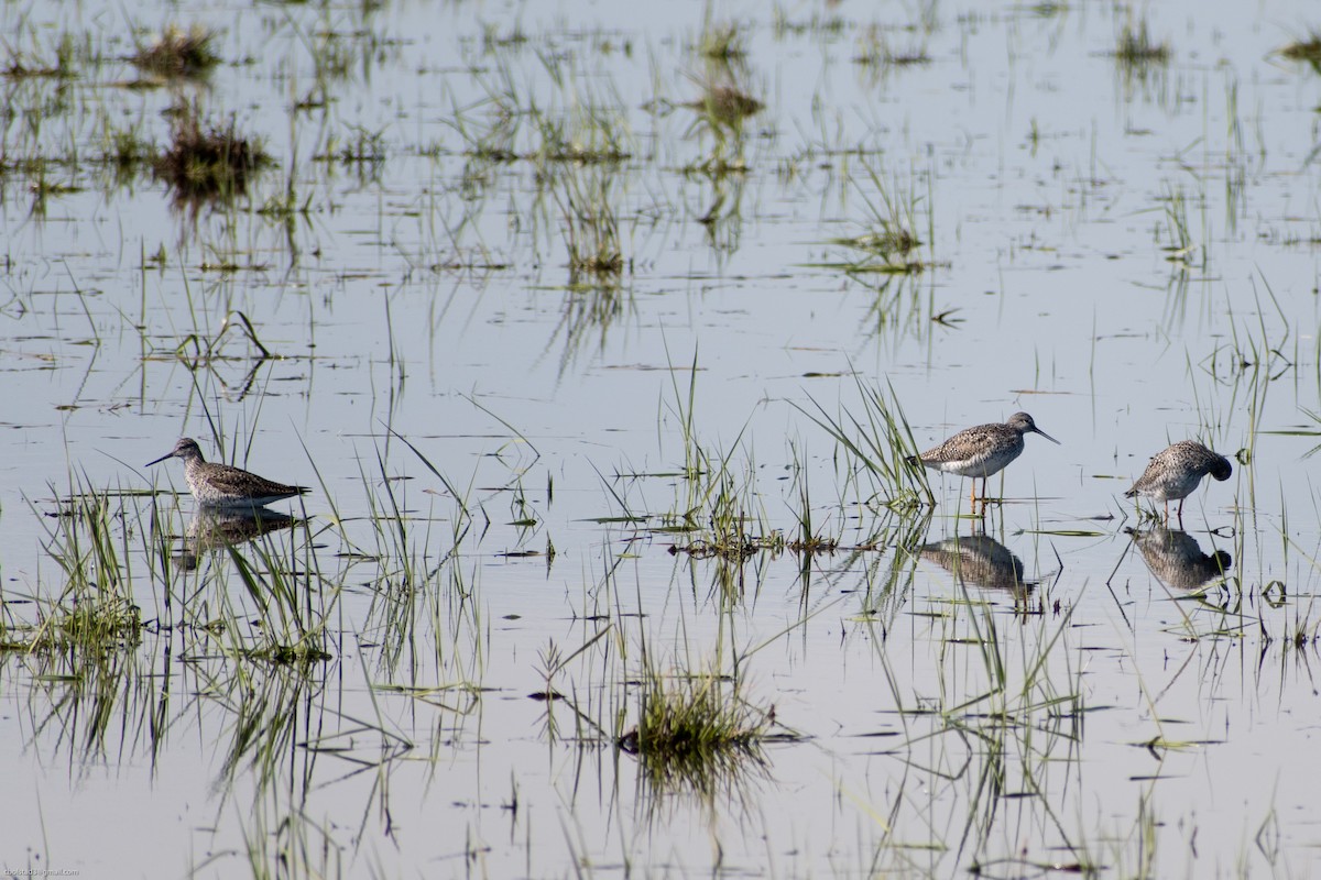 Greater Yellowlegs - ML336238081