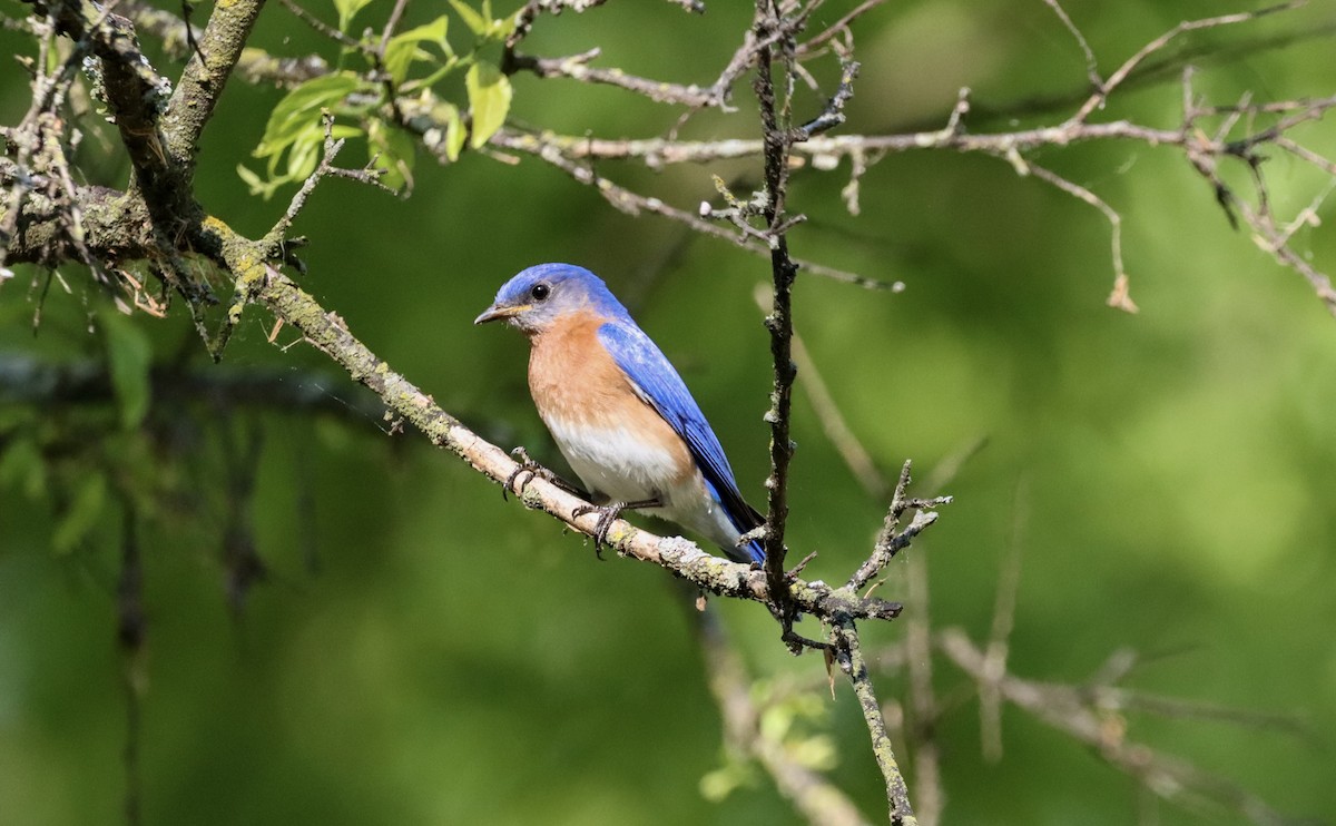 Eastern Bluebird - ML336238781