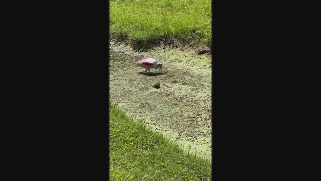 Roseate Spoonbill - ML336239691
