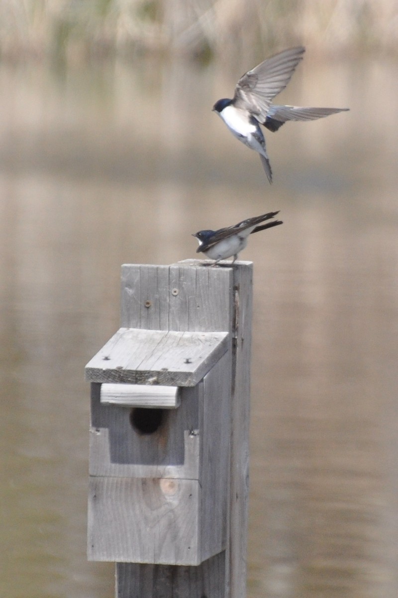 Tree Swallow - ML336240241