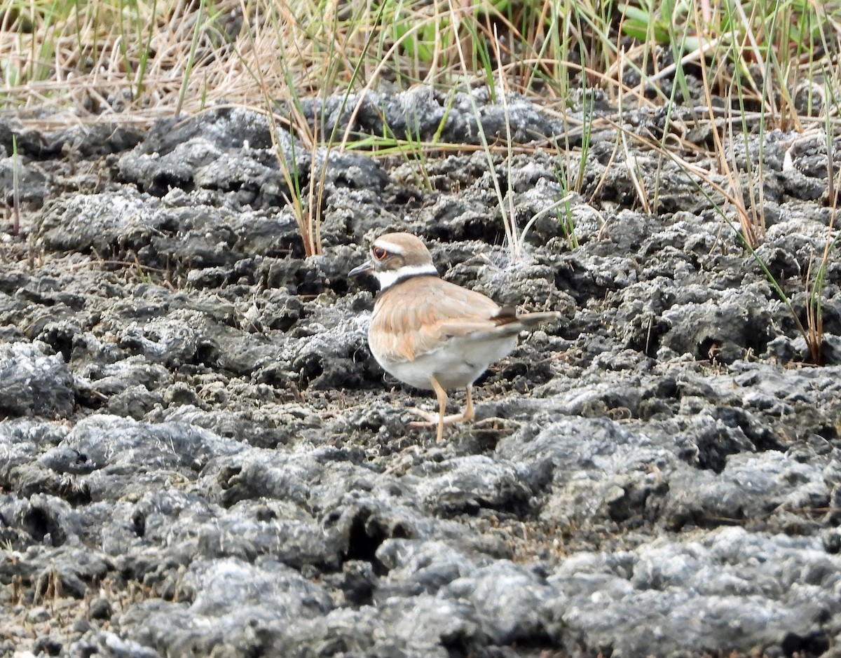 Killdeer - Malise Prieto