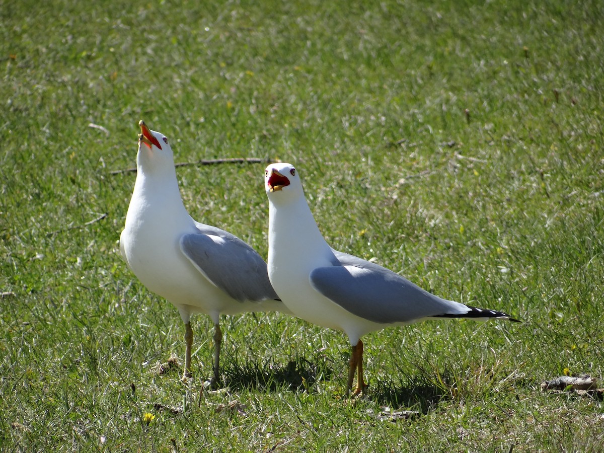 Ring-billed Gull - Andrew Raamot and Christy Rentmeester